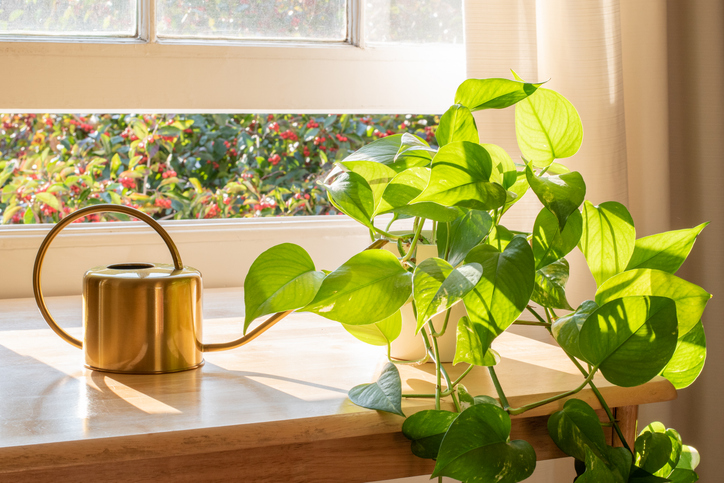 park-place-retirement-senior-living-community-hendersonville-tennessee-retirement-best-indoor-plants-seniors-low-maintainance-greenery